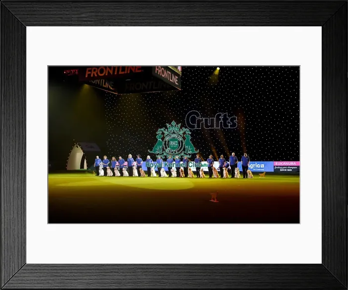 Framed Print : Crufts 2019 - Day Three, NEC, UK - 9 Mar 2019 Framed Print : Crufts 2019 - Day Three, NEC, UK - 9 Mar 2019