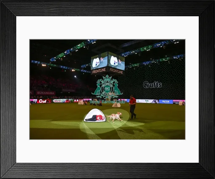 Framed Print : Crufts 2019 - Day Three, NEC, UK - 9 Mar 2019 Framed Print : Crufts 2019 - Day Three, NEC, UK - 9 Mar 2019