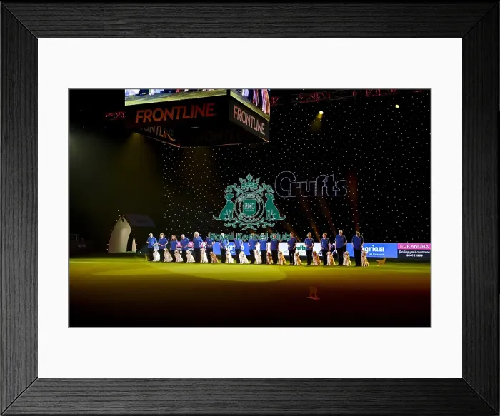 Framed Print : Crufts 2019 - Day Three, NEC, UK - 9 Mar 2019 Framed Print : Crufts 2019 - Day Three, NEC, UK - 9 Mar 2019
