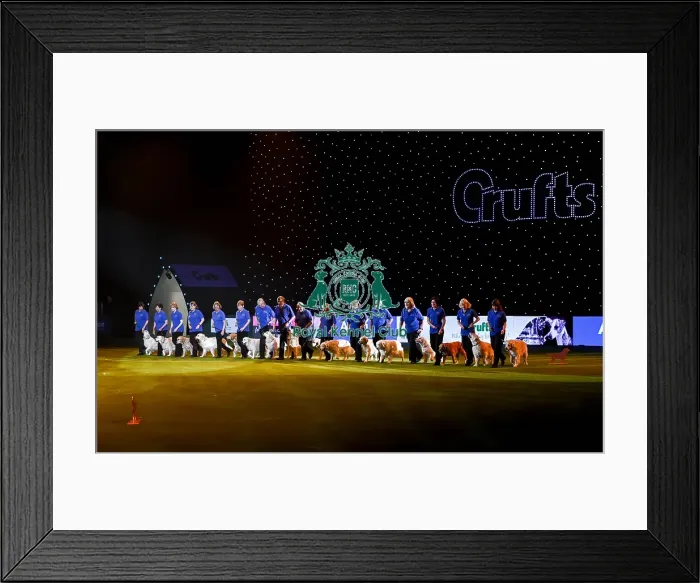 Framed Print : Crufts 2019 - Day Three, NEC, UK - 9 Mar 2019 Framed Print : Crufts 2019 - Day Three, NEC, UK - 9 Mar 2019