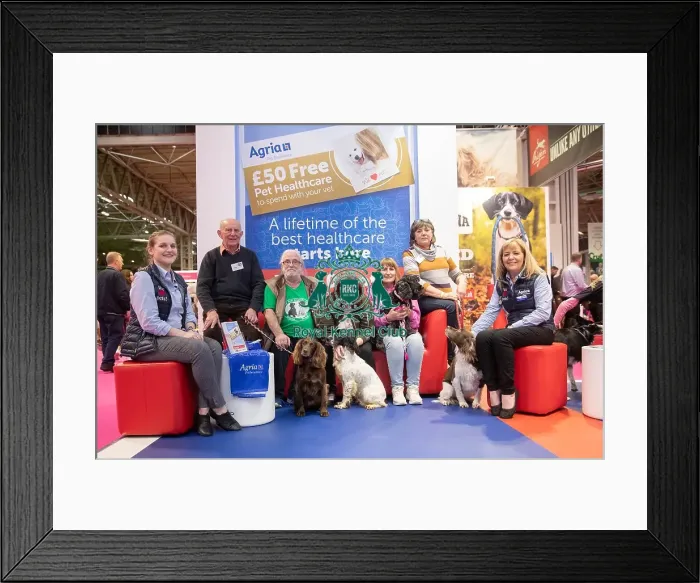 Framed Print : Cocker and English Springer Spaniel Rescue with staff from Agria Framed Print : Cocker and English Springer Spaniel Rescue with staff from Agria