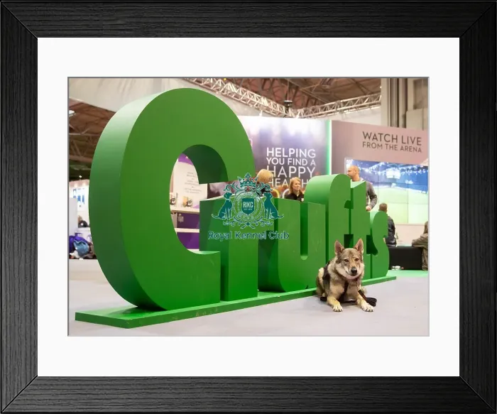 Framed Print : Vulric - Czechoslovakian Wolf Dog with Rachel Bailey and Lora Mi