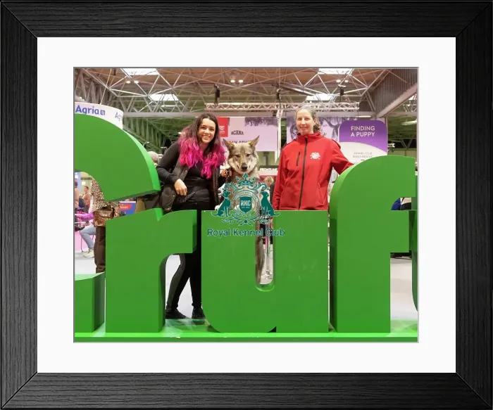 Framed Print : Vulric - Czechoslovakian Wolf Dog with Rachel Bailey and Lora Mi Framed Print : Vulric - Czechoslovakian Wolf Dog with Rachel Bailey and Lora Mi