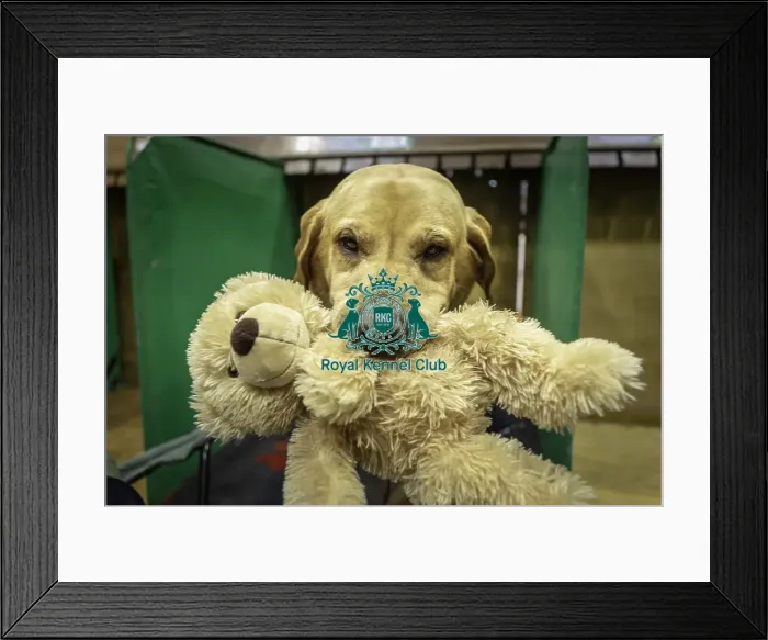 Framed Print : Crufts 2019 - Day One, NEC, UK - 7 Mar 2019 Framed Print : Crufts 2019 - Day One, NEC, UK - 7 Mar 2019