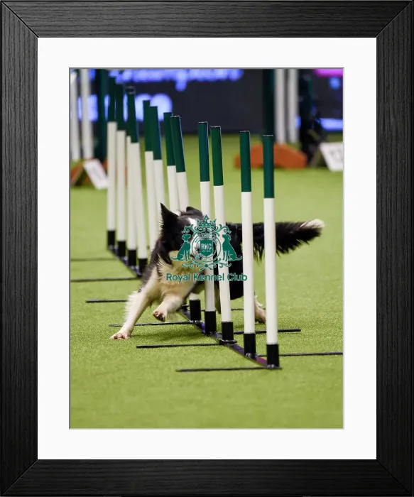 Framed Print : Crufts 2019 - Day One, NEC, UK - 7 Mar 2019 Framed Print : Crufts 2019 - Day One, NEC, UK - 7 Mar 2019