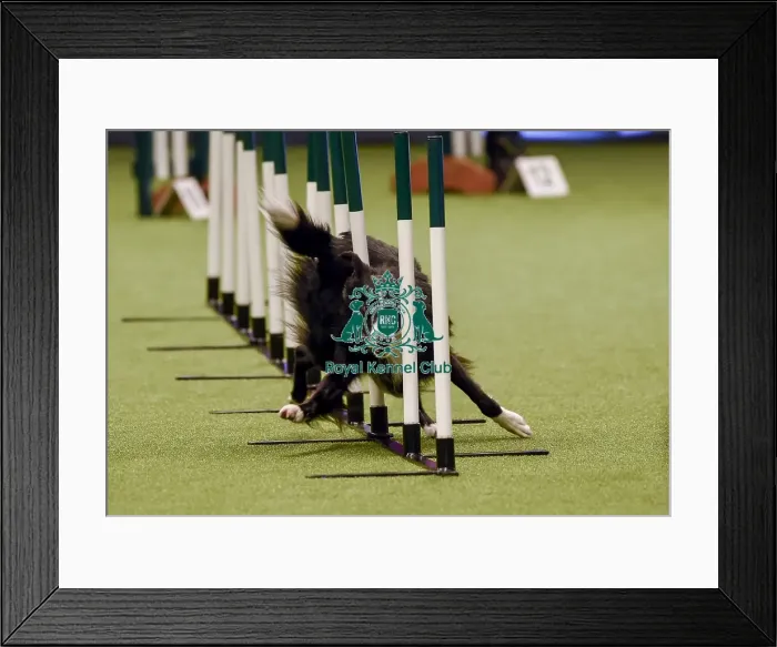 Framed Print : Crufts 2019 - Day One, NEC, UK - 7 Mar 2019 Framed Print : Crufts 2019 - Day One, NEC, UK - 7 Mar 2019