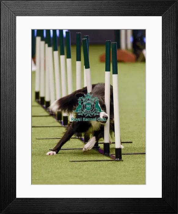 Framed Print : Crufts 2019 - Day One, NEC, UK - 7 Mar 2019 Framed Print : Crufts 2019 - Day One, NEC, UK - 7 Mar 2019