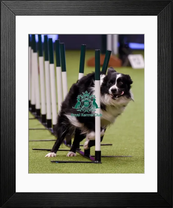 Framed Print : Crufts 2019 - Day One, NEC, UK - 7 Mar 2019 Framed Print : Crufts 2019 - Day One, NEC, UK - 7 Mar 2019