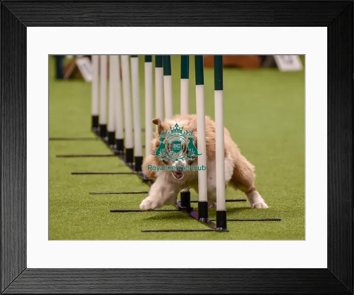 Framed Print : Crufts 2019 - Day One, NEC, UK - 7 Mar 2019 Framed Print : Crufts 2019 - Day One, NEC, UK - 7 Mar 2019