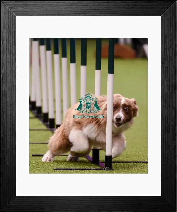 Framed Print : Crufts 2019 - Day One, NEC, UK - 7 Mar 2019 Framed Print : Crufts 2019 - Day One, NEC, UK - 7 Mar 2019
