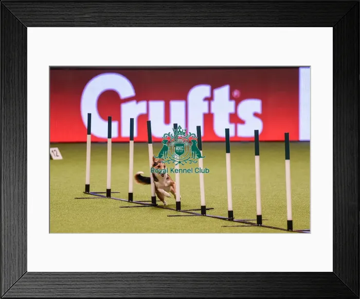 Framed Print : Crufts 2019 - Day One, NEC, UK - 7 Mar 2019 Framed Print : Crufts 2019 - Day One, NEC, UK - 7 Mar 2019