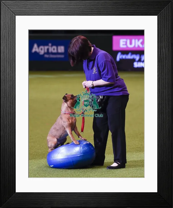 Framed Print : Crufts 2019 - Day One, NEC, UK - 7 Mar 2019