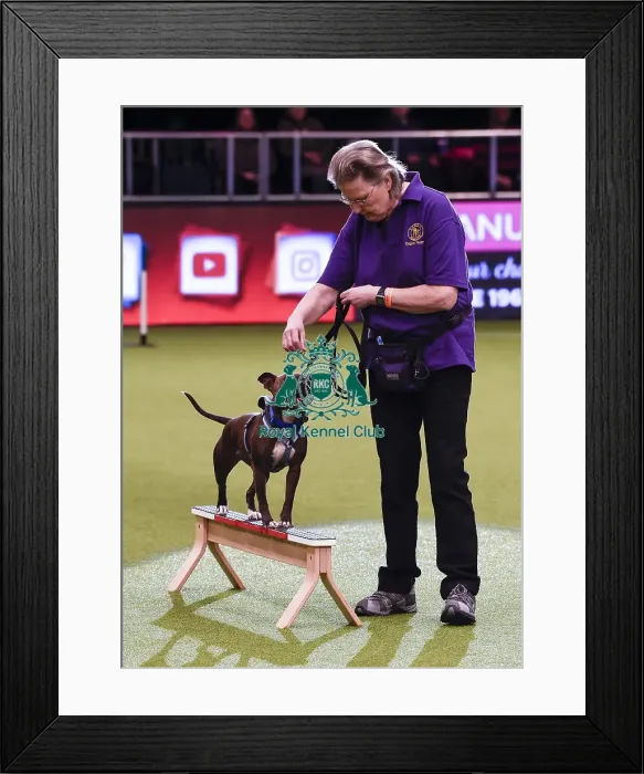Framed Print : Crufts 2019 - Day One, NEC, UK - 7 Mar 2019 Framed Print : Crufts 2019 - Day One, NEC, UK - 7 Mar 2019