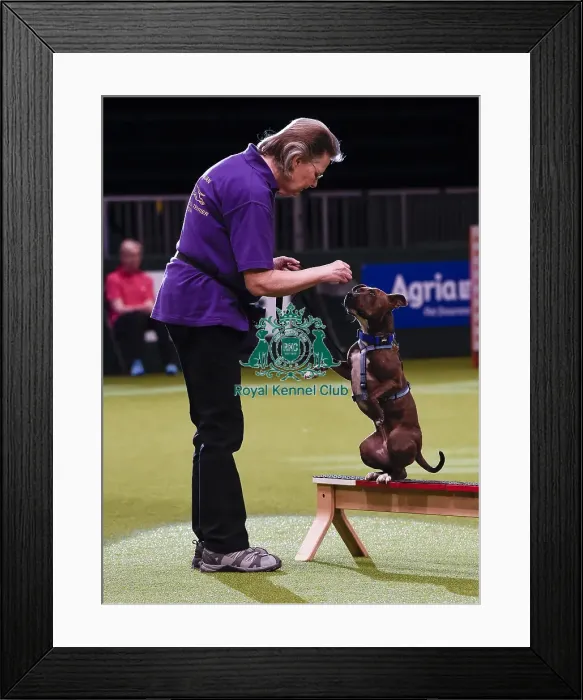 Framed Print : Crufts 2019 - Day One, NEC, UK - 7 Mar 2019 Framed Print : Crufts 2019 - Day One, NEC, UK - 7 Mar 2019