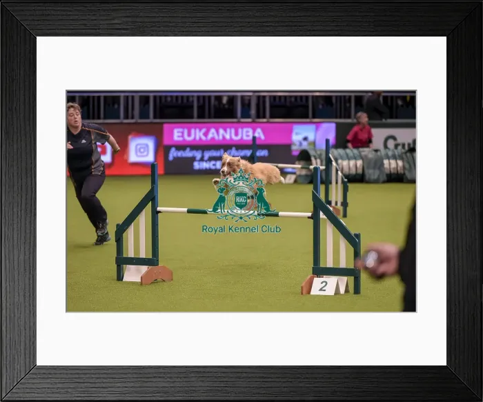 Framed Print : Crufts 2019 - Day One, NEC, UK - 7 Mar 2019 Framed Print : Crufts 2019 - Day One, NEC, UK - 7 Mar 2019