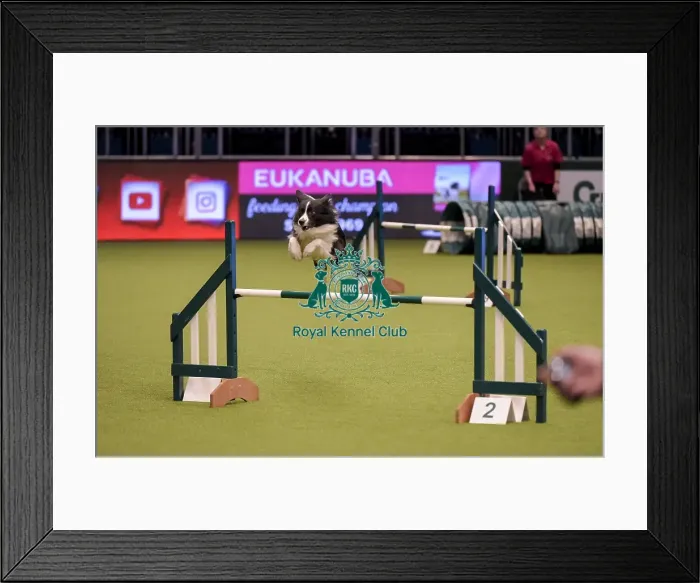 Framed Print : Crufts 2019 - Day One, NEC, UK - 7 Mar 2019 Framed Print : Crufts 2019 - Day One, NEC, UK - 7 Mar 2019