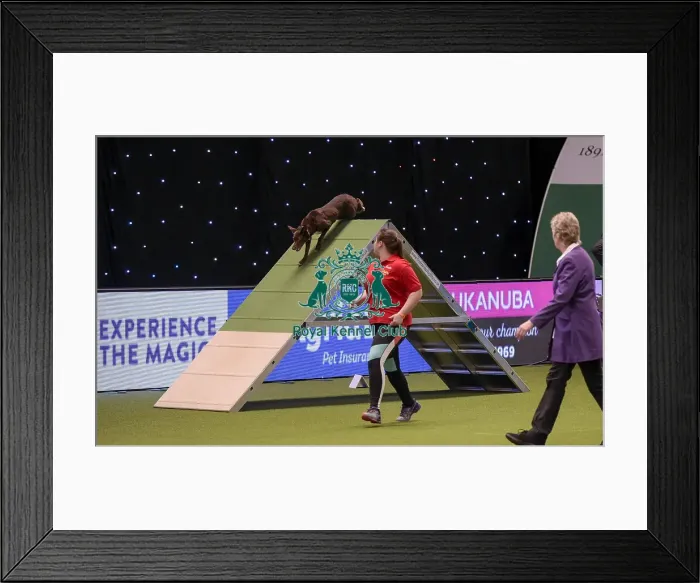 Framed Print : Crufts 2019 - Day One, NEC, UK - 7 Mar 2019 Framed Print : Crufts 2019 - Day One, NEC, UK - 7 Mar 2019