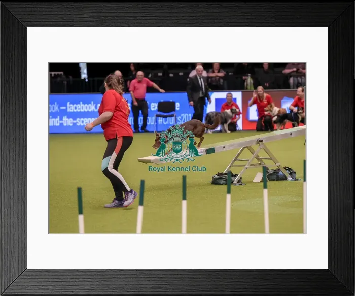 Framed Print : Crufts 2019 - Day One, NEC, UK - 7 Mar 2019 Framed Print : Crufts 2019 - Day One, NEC, UK - 7 Mar 2019