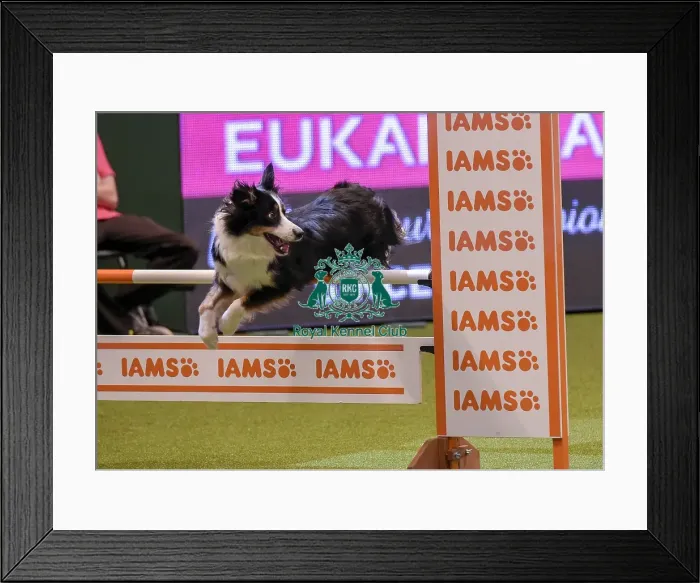 Framed Print : Crufts 2019 - Day One, NEC, UK - 7 Mar 2019 Framed Print : Crufts 2019 - Day One, NEC, UK - 7 Mar 2019