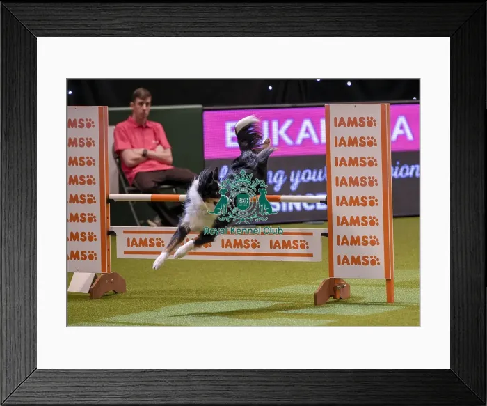 Framed Print : Crufts 2019 - Day One, NEC, UK - 7 Mar 2019 Framed Print : Crufts 2019 - Day One, NEC, UK - 7 Mar 2019