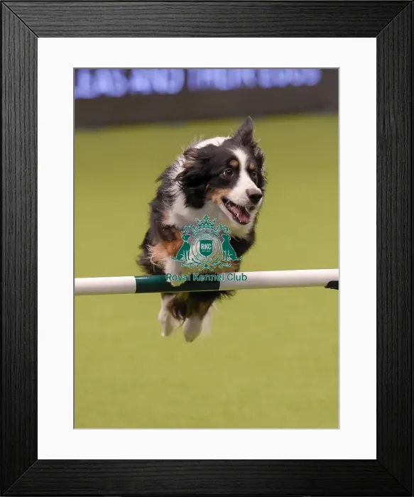 Framed Print : Crufts 2019 - Day One, NEC, UK - 7 Mar 2019 Framed Print : Crufts 2019 - Day One, NEC, UK - 7 Mar 2019