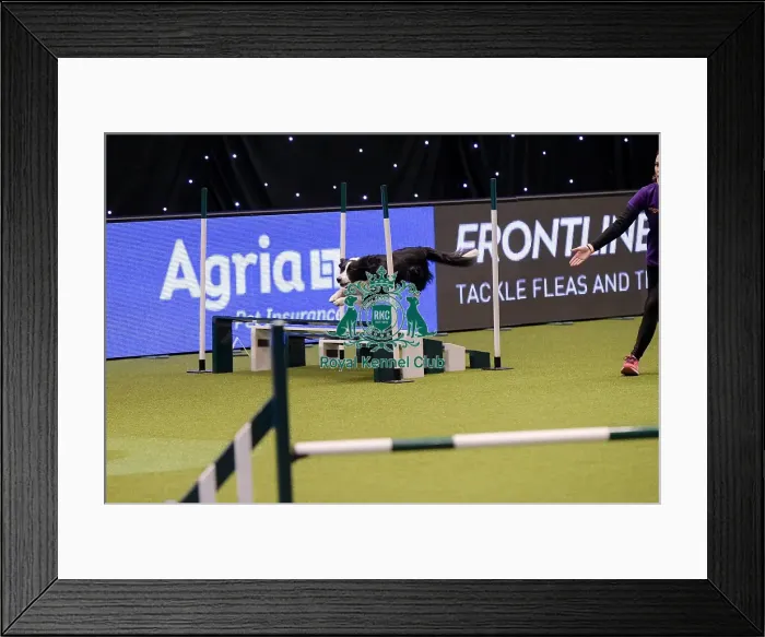 Framed Print : Crufts 2019 - Day One, NEC, UK - 7 Mar 2019 Framed Print : Crufts 2019 - Day One, NEC, UK - 7 Mar 2019