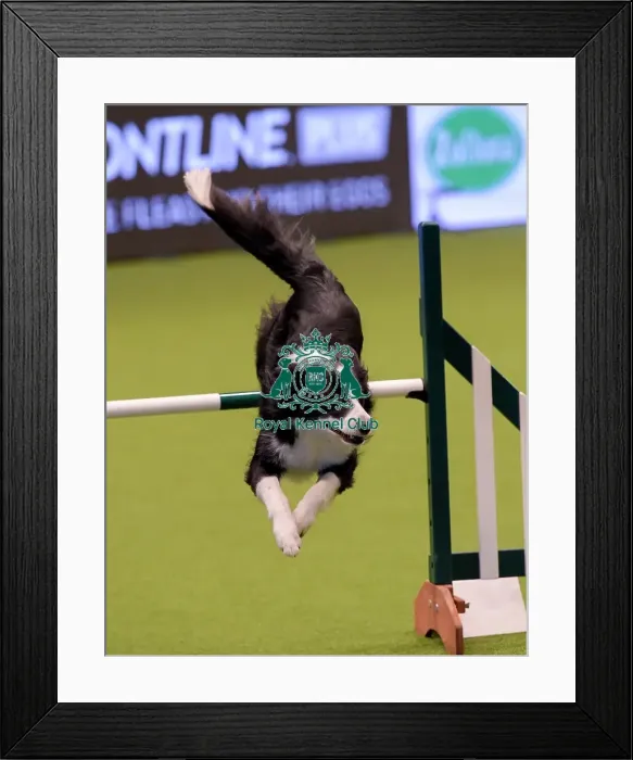 Framed Print : Crufts 2019 - Day One, NEC, UK - 7 Mar 2019 Framed Print : Crufts 2019 - Day One, NEC, UK - 7 Mar 2019