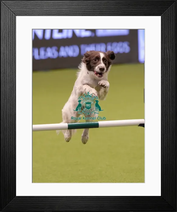 Framed Print : Crufts 2019 - Day One, NEC, UK - 7 Mar 2019 Framed Print : Crufts 2019 - Day One, NEC, UK - 7 Mar 2019