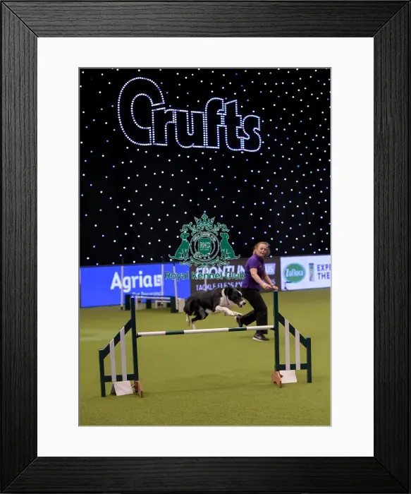 Framed Print : Crufts 2019 - Day One, NEC, UK - 7 Mar 2019 Framed Print : Crufts 2019 - Day One, NEC, UK - 7 Mar 2019
