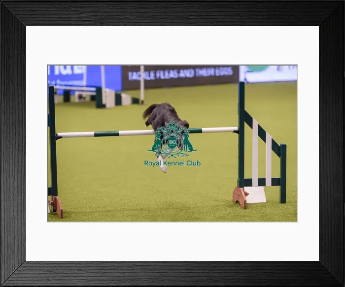 Framed Print : Crufts 2019 - Day One, NEC, UK - 7 Mar 2019