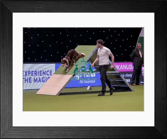 Framed Print : Crufts 2019 - Day One, NEC, UK - 7 Mar 2019 Framed Print : Crufts 2019 - Day One, NEC, UK - 7 Mar 2019