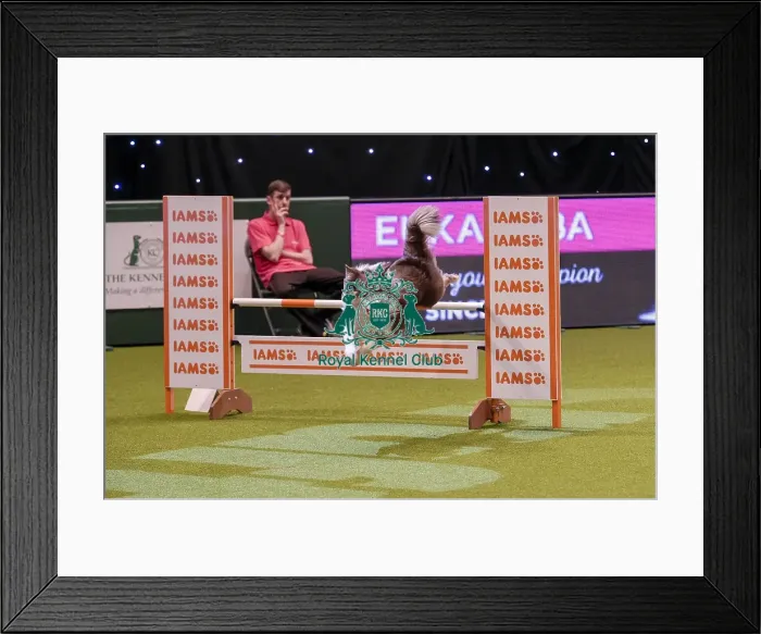 Framed Print : Crufts 2019 - Day One, NEC, UK - 7 Mar 2019 Framed Print : Crufts 2019 - Day One, NEC, UK - 7 Mar 2019