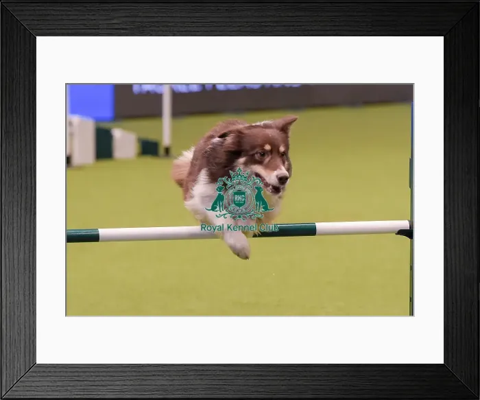 Framed Print : Crufts 2019 - Day One, NEC, UK - 7 Mar 2019 Framed Print : Crufts 2019 - Day One, NEC, UK - 7 Mar 2019