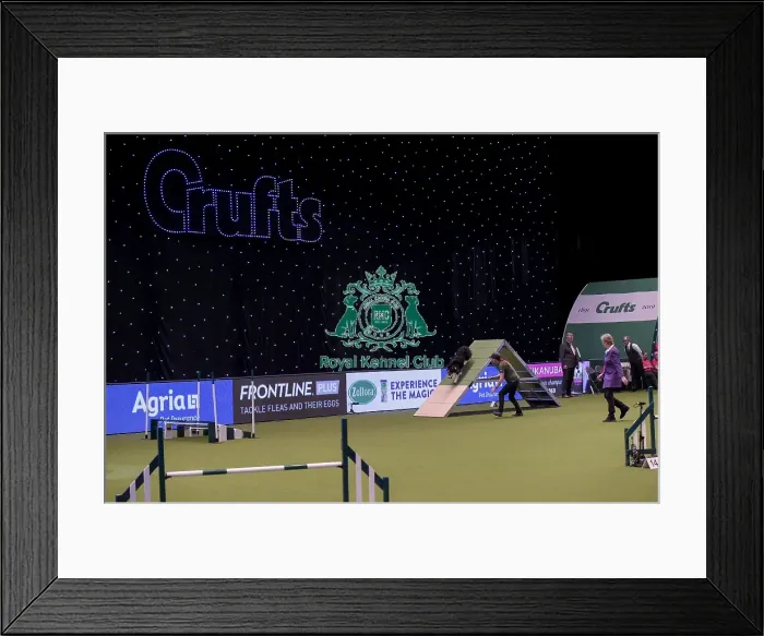 Framed Print : Crufts 2019 - Day One, NEC, UK - 7 Mar 2019 Framed Print : Crufts 2019 - Day One, NEC, UK - 7 Mar 2019