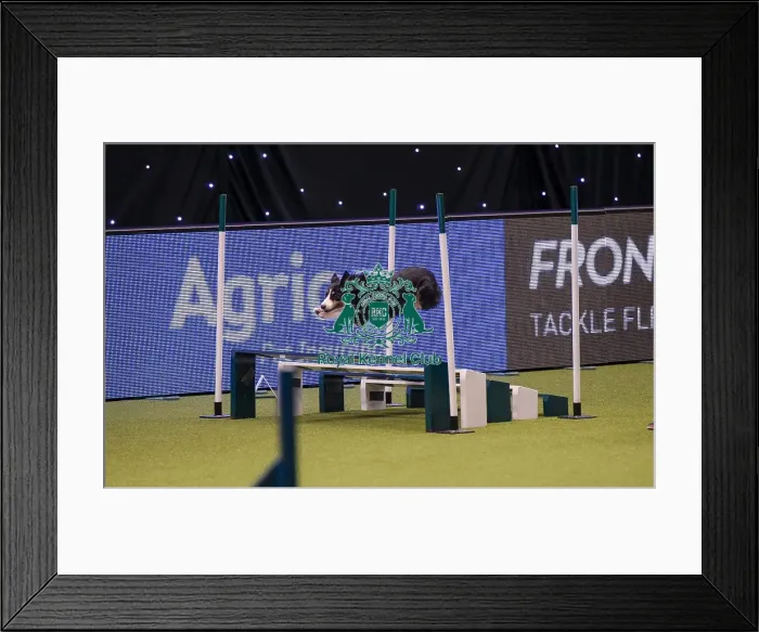 Framed Print : Crufts 2019 - Day One, NEC, UK - 7 Mar 2019 Framed Print : Crufts 2019 - Day One, NEC, UK - 7 Mar 2019
