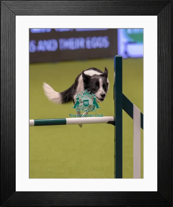 Framed Print : Crufts 2019 - Day One, NEC, UK - 7 Mar 2019 Framed Print : Crufts 2019 - Day One, NEC, UK - 7 Mar 2019