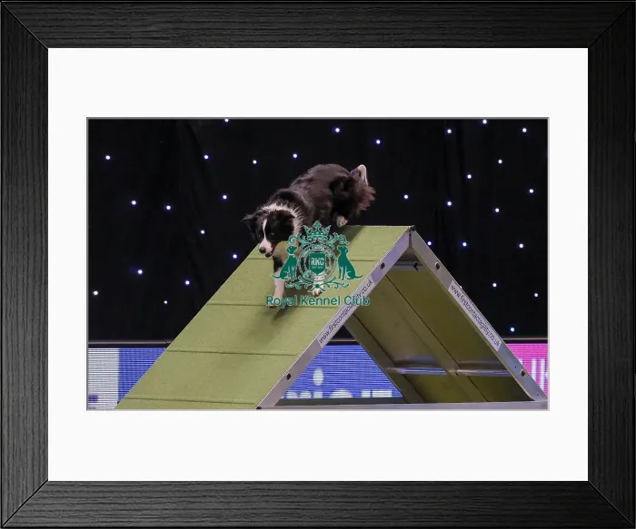 Framed Print : Crufts 2019 - Day One, NEC, UK - 7 Mar 2019 Framed Print : Crufts 2019 - Day One, NEC, UK - 7 Mar 2019