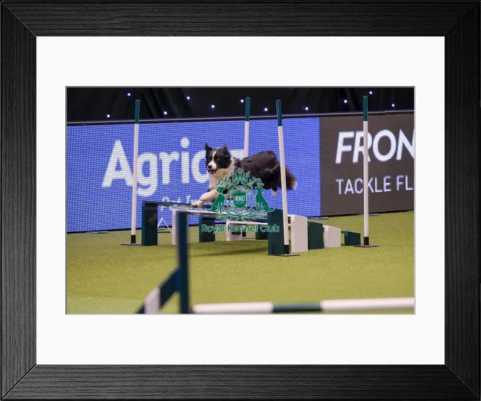 Framed Print : Crufts 2019 - Day One, NEC, UK - 7 Mar 2019 Framed Print : Crufts 2019 - Day One, NEC, UK - 7 Mar 2019