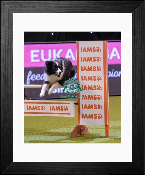 Framed Print : Crufts 2019 - Day One, NEC, UK - 7 Mar 2019 Framed Print : Crufts 2019 - Day One, NEC, UK - 7 Mar 2019