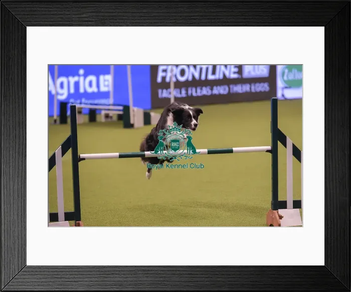 Framed Print : Crufts 2019 - Day One, NEC, UK - 7 Mar 2019