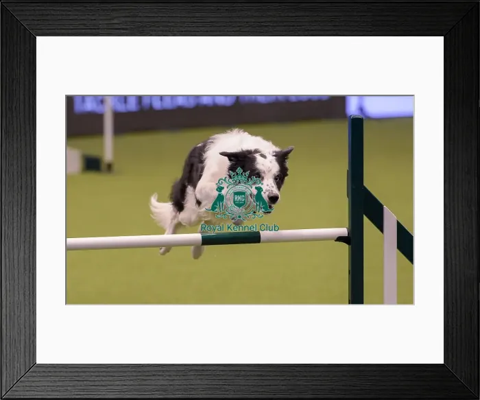 Framed Print : Crufts 2019 - Day One, NEC, UK - 7 Mar 2019 Framed Print : Crufts 2019 - Day One, NEC, UK - 7 Mar 2019