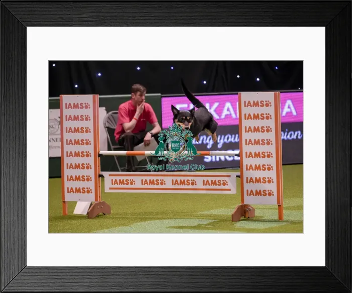 Framed Print : Crufts 2019 - Day One, NEC, UK - 7 Mar 2019 Framed Print : Crufts 2019 - Day One, NEC, UK - 7 Mar 2019