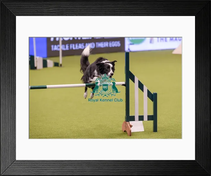 Framed Print : Crufts 2019 - Day One, NEC, UK - 7 Mar 2019 Framed Print : Crufts 2019 - Day One, NEC, UK - 7 Mar 2019