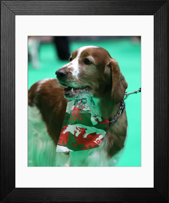 Framed Print : Crufts 2019 - Day One, NEC, UK - 7 Mar 2019 Framed Print : Crufts 2019 - Day One, NEC, UK - 7 Mar 2019