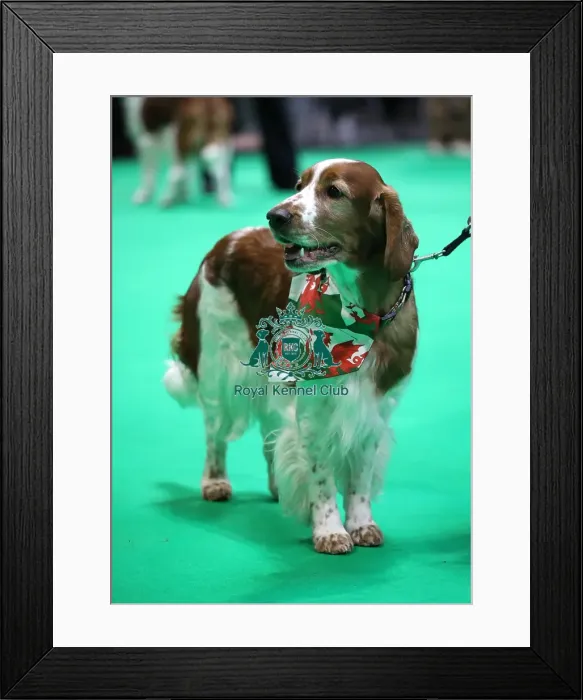 Framed Print : Crufts 2019 - Day One, NEC, UK - 7 Mar 2019 Framed Print : Crufts 2019 - Day One, NEC, UK - 7 Mar 2019