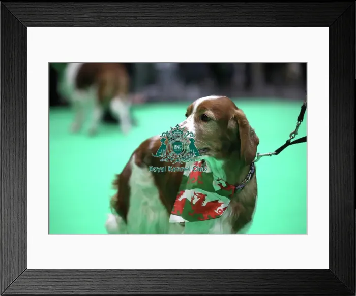 Framed Print : Crufts 2019 - Day One, NEC, UK - 7 Mar 2019 Framed Print : Crufts 2019 - Day One, NEC, UK - 7 Mar 2019