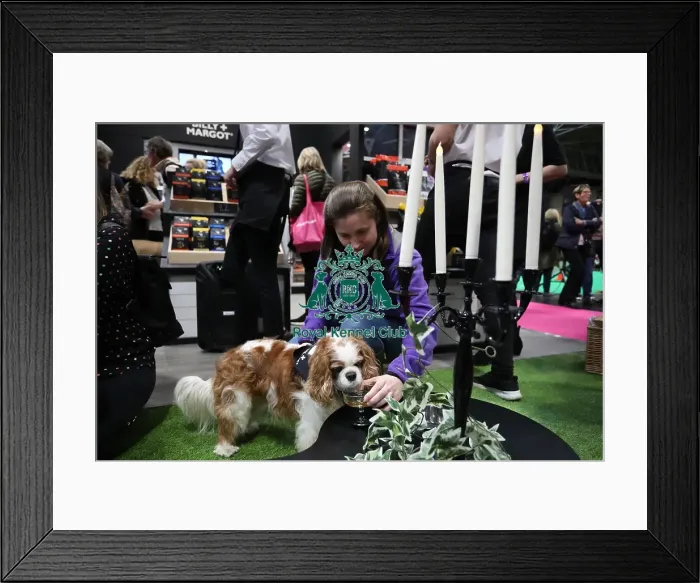Framed Print : Crufts 2019 - Day One, NEC, UK - 7 Mar 2019 Framed Print : Crufts 2019 - Day One, NEC, UK - 7 Mar 2019