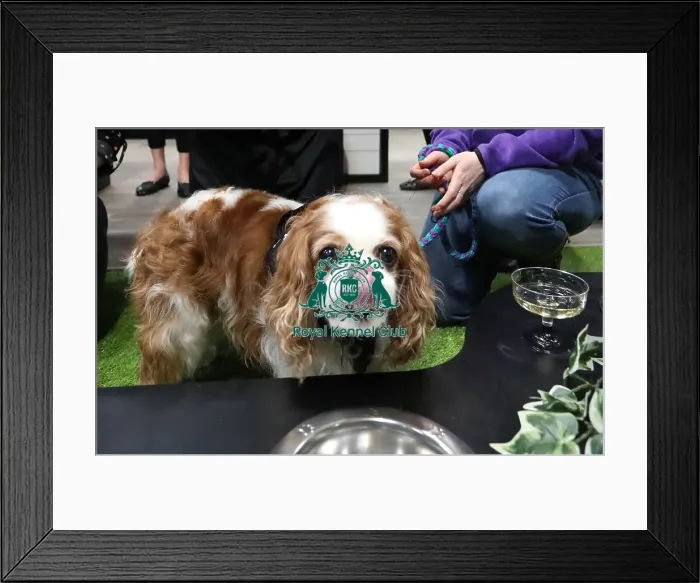 Framed Print : Crufts 2019 - Day One, NEC, UK - 7 Mar 2019