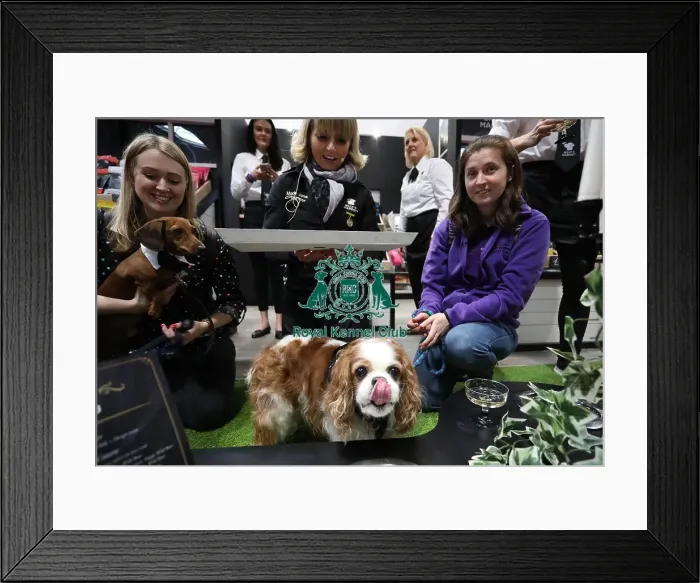 Framed Print : Crufts 2019 - Day One, NEC, UK - 7 Mar 2019 Framed Print : Crufts 2019 - Day One, NEC, UK - 7 Mar 2019