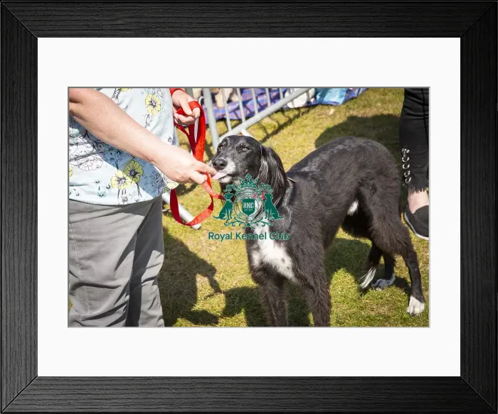 Framed Print : Scruffts Newark 2019 Framed Print : Scruffts Newark 2019